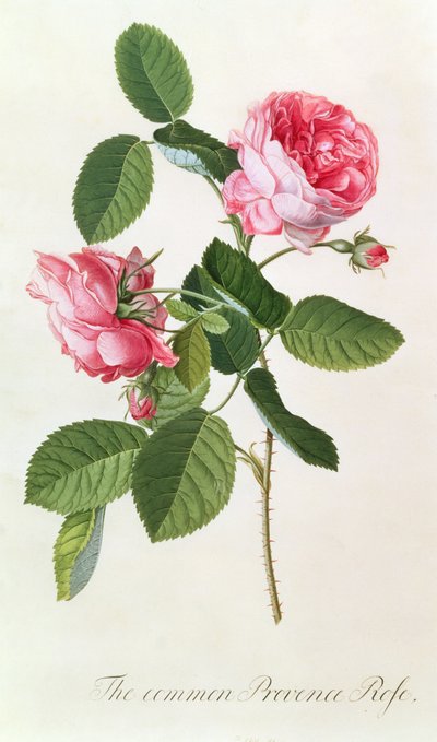 La rosa común de Provenza de Georg Dionysius Ehret